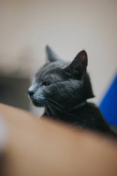 Egy Közeli Kép Egy Szürke Macskáról Aki Otthon Egy Kék — Stock Fotó
