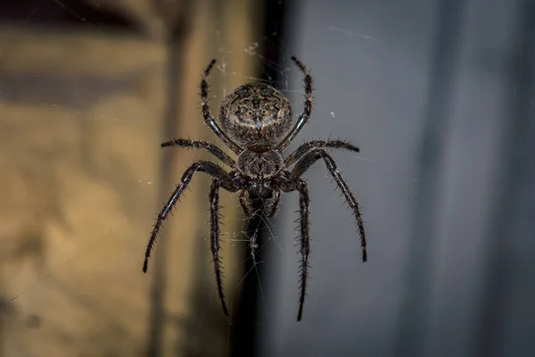 Una Toma Cerca Araña Larinioides Sclopetarius Colgada Tela — Foto de Stock