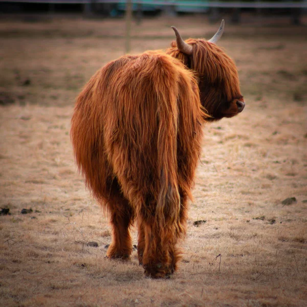 Gros Plan Highlander Écossais Fourrure Brune Marchant Dans Champ — Photo