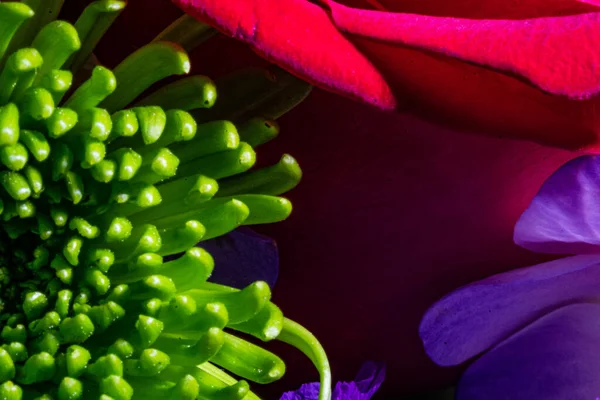 Plan Macro Diverses Fleurs Colorées — Photo