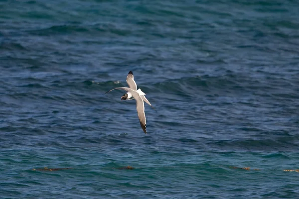 Uma Bela Vista Das Gaivotas Está Voando Sobre Águas Mar — Fotografia de Stock