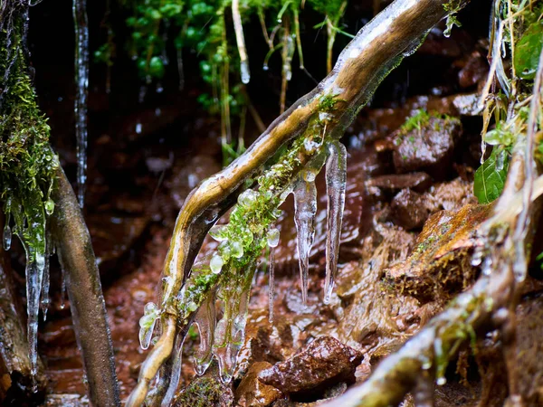 Una Vista Panorámica Carámbanos Colgando Una Rama Madera Bosque Invierno —  Fotos de Stock
