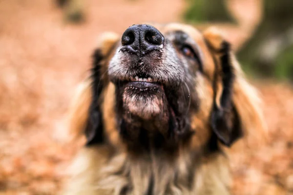 Κοντινό Πλάνο Επιλεκτικής Εστίασης Του Πορτραίτου Σκύλου Leonberger — Φωτογραφία Αρχείου