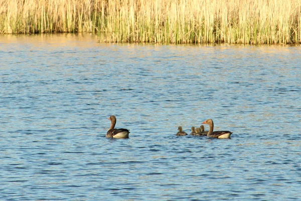 Graylag Geese Chicks Swimming Lake Anser Anser — Stock Photo, Image