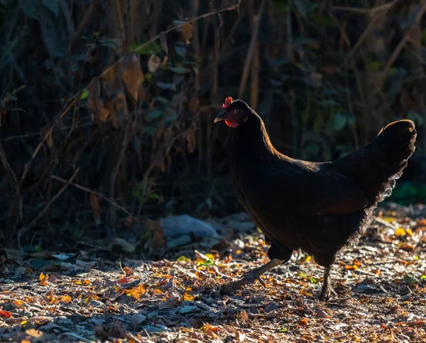 Close Shot Silhouette Black Chicken Walking Ground Daytime — Stock Photo, Image