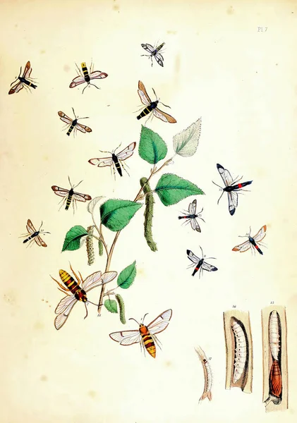 Μια Vintage Απεικόνιση Πεταλούδων Για Μια Βιβλιογραφία Βιολογίας — Φωτογραφία Αρχείου