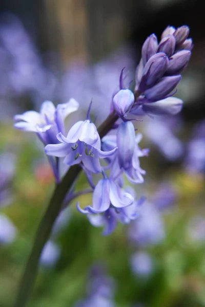 Pretty Bluebells Blossoming Spring Amongst Other Bluebells — Stock Photo, Image