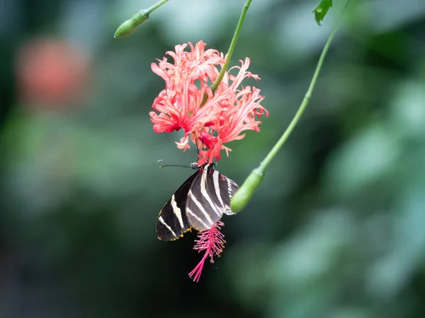 Uma Foto Macro Lírio Guernsey Com Uma Borboleta Tigre Jersey — Fotografia de Stock