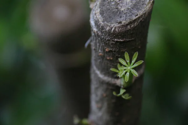 Una Nuova Crescita Vecchio Albero Foglie Germoglianti Ramo — Foto Stock