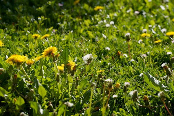 Eine Nahaufnahme Von Gelben Löwenzahnblüten Taraxacum Die Sonnenlicht Grünen Gras — Stockfoto