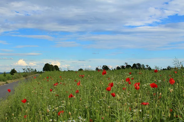 Een Schilderachtig Uitzicht Een Groen Veld Van Rode Klaprozen Onder — Stockfoto