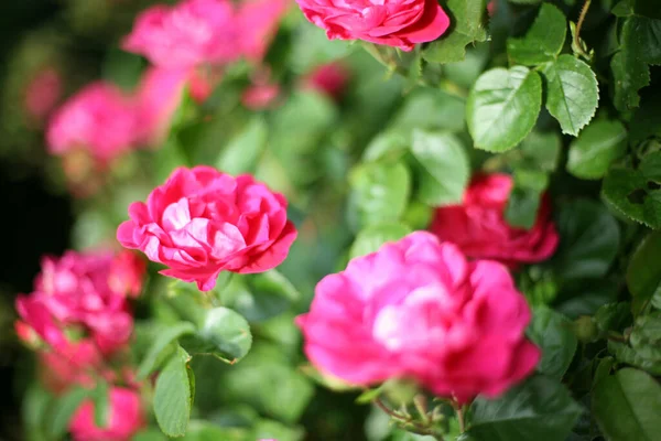 Vertikal Närbild Rosa Blommande Rosor Trädgården — Stockfoto