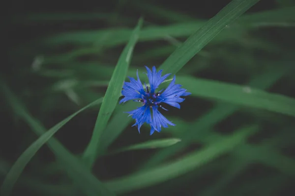 Yaz Boyunca Tarlada Yapayalnız Bir Çiçek — Stok fotoğraf