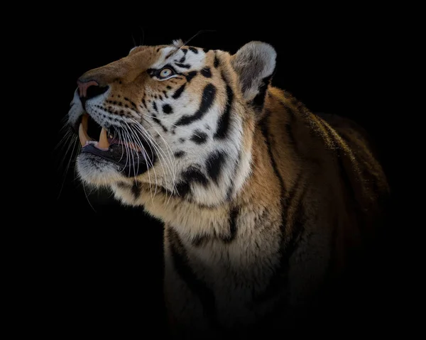 Μια Γραφική Φωτογραφία Μιας Αγριόγατας Τίγρης Βγαίνει Από Σκοτάδι — Φωτογραφία Αρχείου