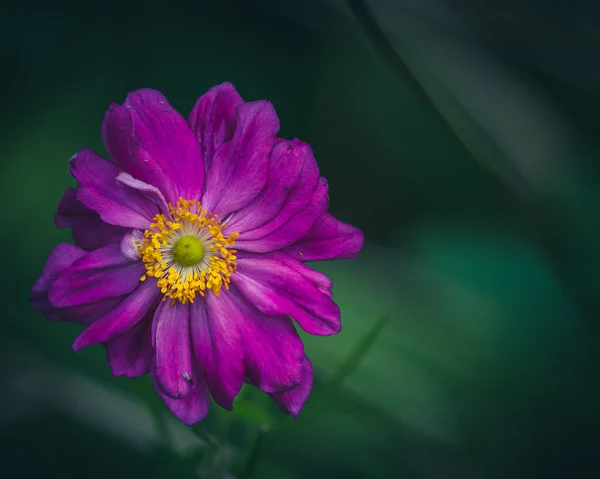 A closeup shot of a purple Japanese thimbleweed (Anemone hupehensis var. japonica) on a green background