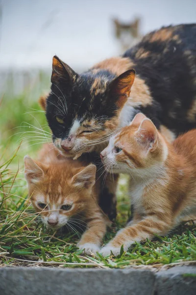 Gato Selvagem Com Seus Gatinhos Gengibre Grama Parque Primavera — Fotografia de Stock