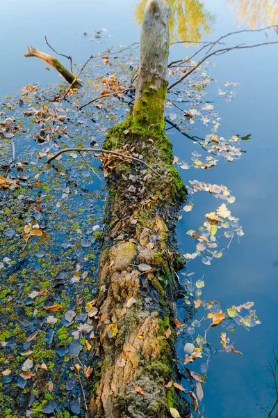 Eine Vertikale Aufnahme Eines Bemoosten Baumstammes Und Abgefallener Blätter Auf — Stockfoto