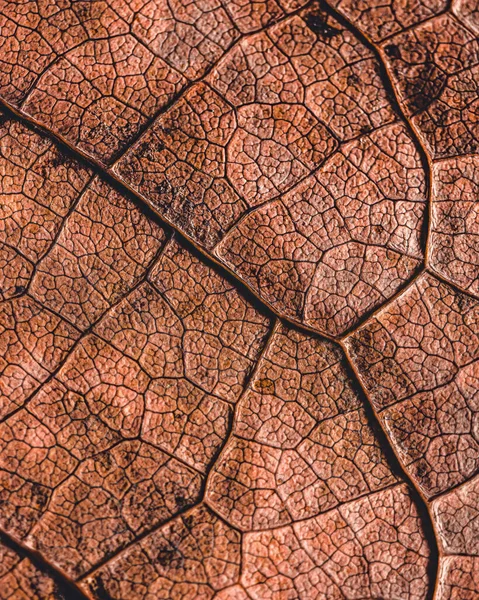葉の質感のマクロショット — ストック写真