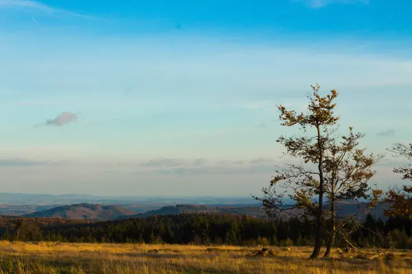 Eine Schöne Landschaft Blick Auf Bäume Auf Dem Feld Gegen — Stockfoto