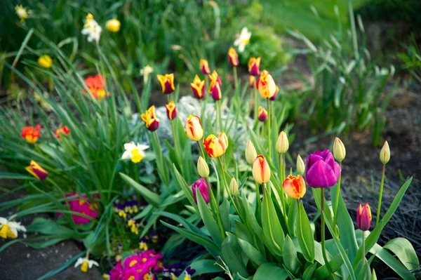 Belles Tulipes Colorées Poussant Dans Jardin Printemps — Photo