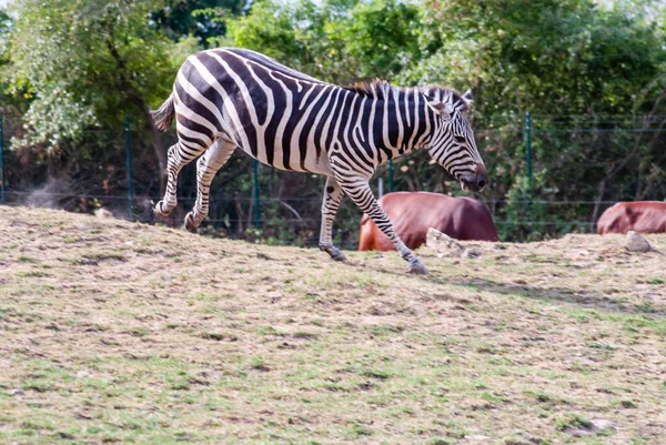 動物園のゼブラのクローズアップ — ストック写真