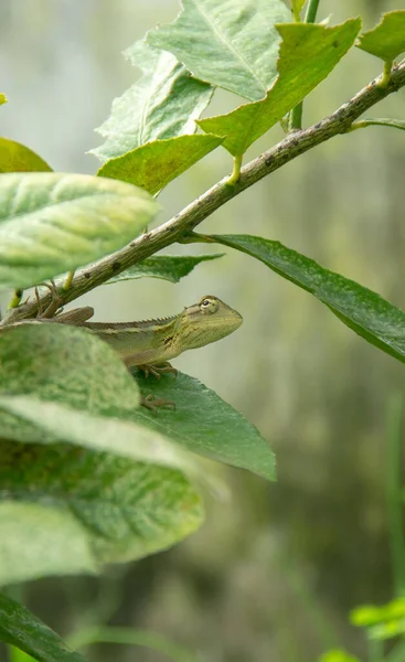 Vertical Shot Lizard Green Leaf — Fotografia de Stock