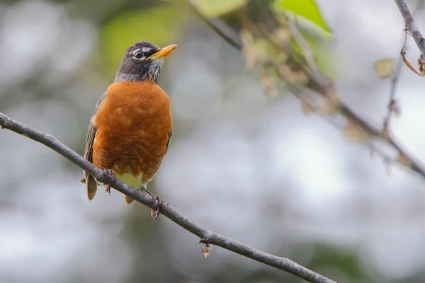 木の枝に座っている春のロビンの鳥の閉鎖 — ストック写真
