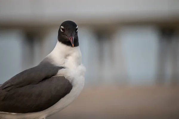 Closeup Seagull Seacoast — Stock Photo, Image