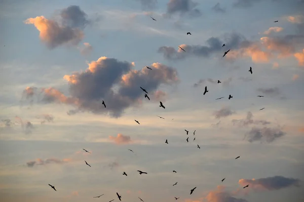 Beautiful View Silhouetted Birds Flying Blue Sky Sunset Red Clouds — Stock Photo, Image