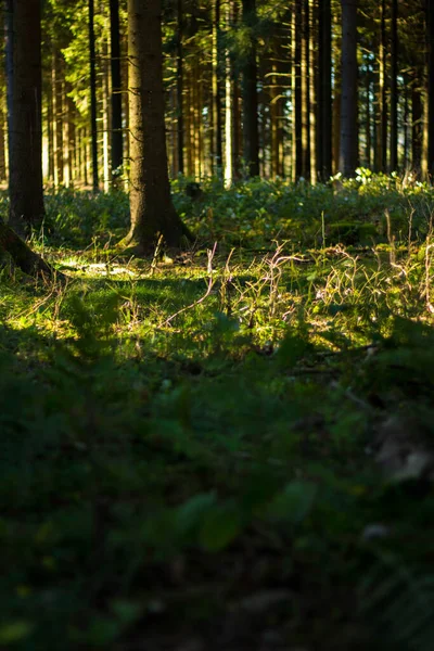 Een Prachtig Uitzicht Groen Bos Met Bomen Schaduw — Stockfoto