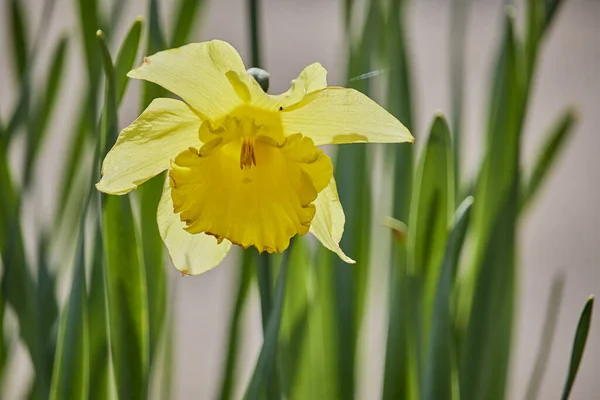 Selektiv Fokusbild Narcissus Solljus — Stockfoto