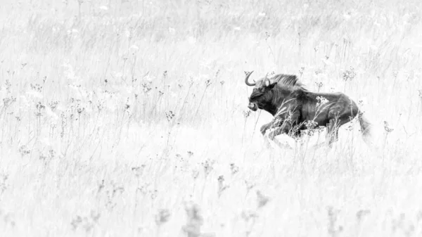 Foto Bianco Nero Wildebeest Nero Carica Attraverso Una Prateria Africana — Foto Stock
