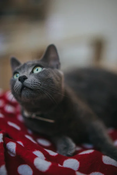 Egy Közeli Kép Egy Szürke Macskáról Aki Otthon Homályos Háttérrel — Stock Fotó