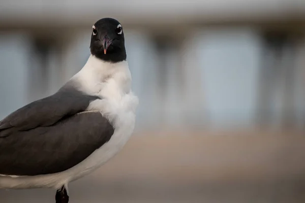 Primer Plano Una Gaviota Costa —  Fotos de Stock