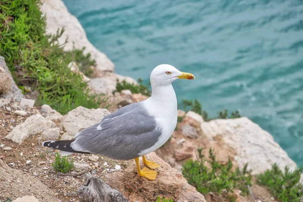 Een Voorgrond Van Een Albatros Meeuw Een Wankele Kustlijn — Stockfoto