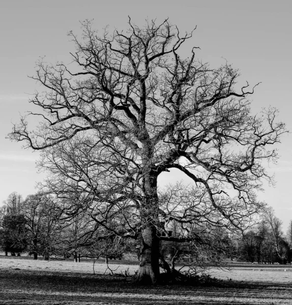 Gråskala Ett Ensamt Träd — Stockfoto