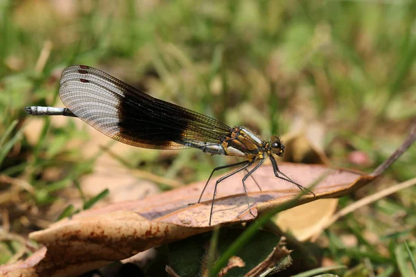 Mosquitas Endémicas Mnais Gregoryi Fraser 1924 Ubicadas Las Cimas Las — Foto de Stock