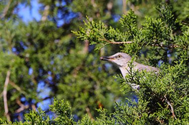 Bulanık bir arkaplanda kozalaklı ağaçta dikenli bir bülbül kuşunun yakın çekimi