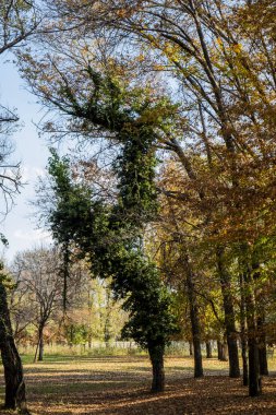 Parktaki güzel ağaçların dikey görüntüsü.