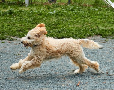 Sokakta koşan bir Norwich Terrier 'in yakın plan çekimi.