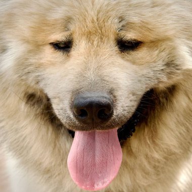 Sıcaktan acı çeken Avcı köpeği.