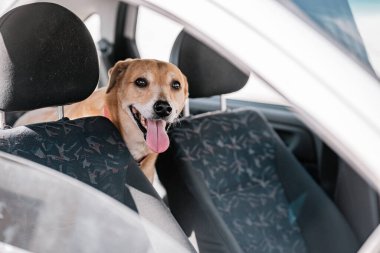 Bir arabanın arka koltuğunda dili çıkmış sevimli bir Hintli Parya köpeği.