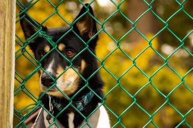 Parktaki yeşil çitlerden bakan sevimli üzgün bir köpek yavrusunun yakın çekimi.