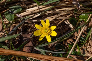 Sarı bir çelandin çiçeğinin yakın çekimi (Ficaria verna)