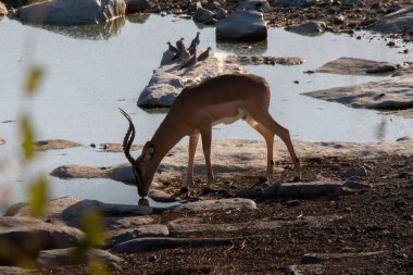 Gölden su içen bir antilop.