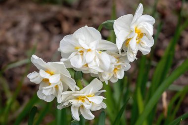 Güneş ışığında açan, emsalsiz, beyaz bir Primrose çiçeği.