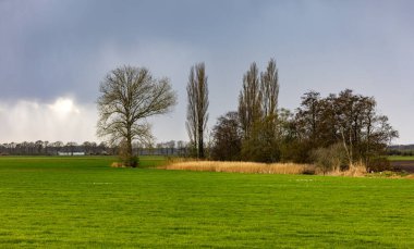 Yeşil tarlaları ve yüksek yapraksız ağaçları olan güzel bir manzara.