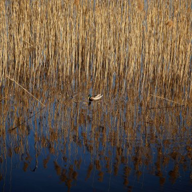Sazlıklarla sakin gölette yüzen yalnız bir yaban ördeği manzarası.