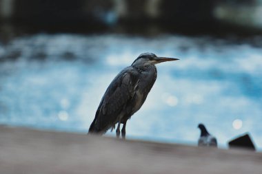 Grey Heron (Ardea cinerea) 'nın seçici odak çekimi)