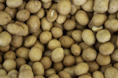 Japon organik Japon fıstığı - Arachis hipogaea.